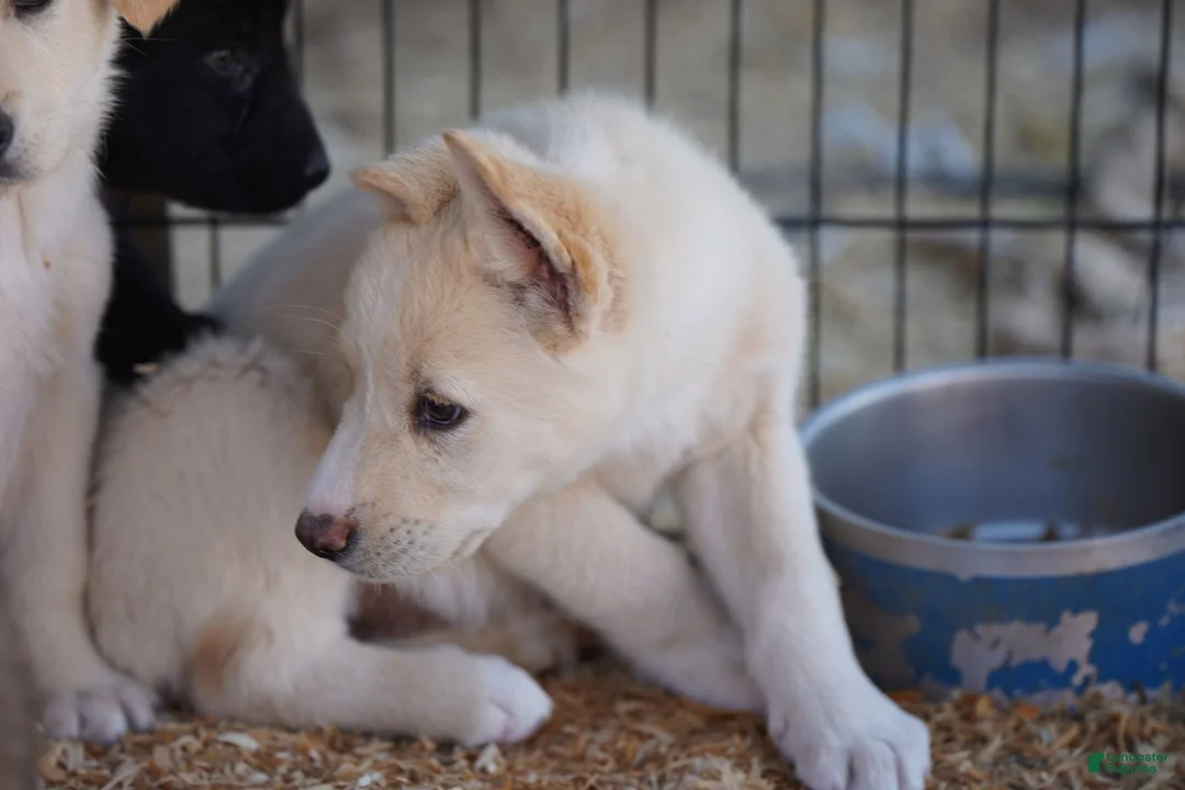 Mixed Breed dogs for sale: Toes M Cream - Ad 4