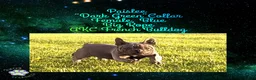 French Bulldog dogs for sale: Paislee “Dark Green”Collar, Female  - Ad 5