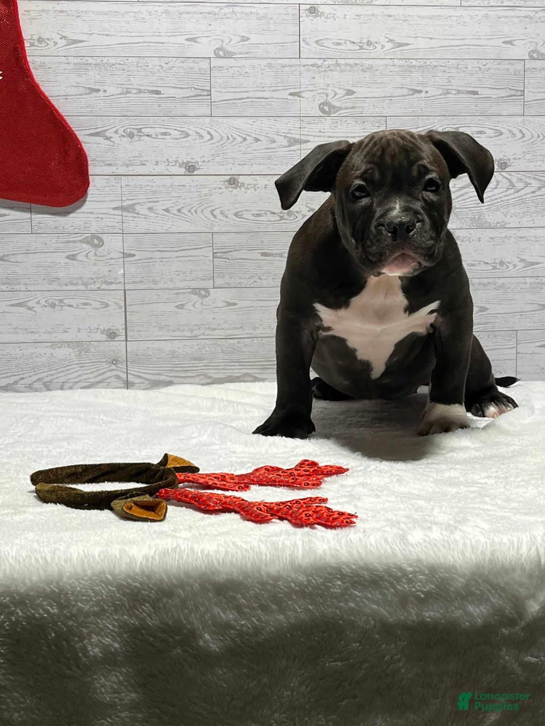 American Bully dogs for sale: Korra - Ad 2