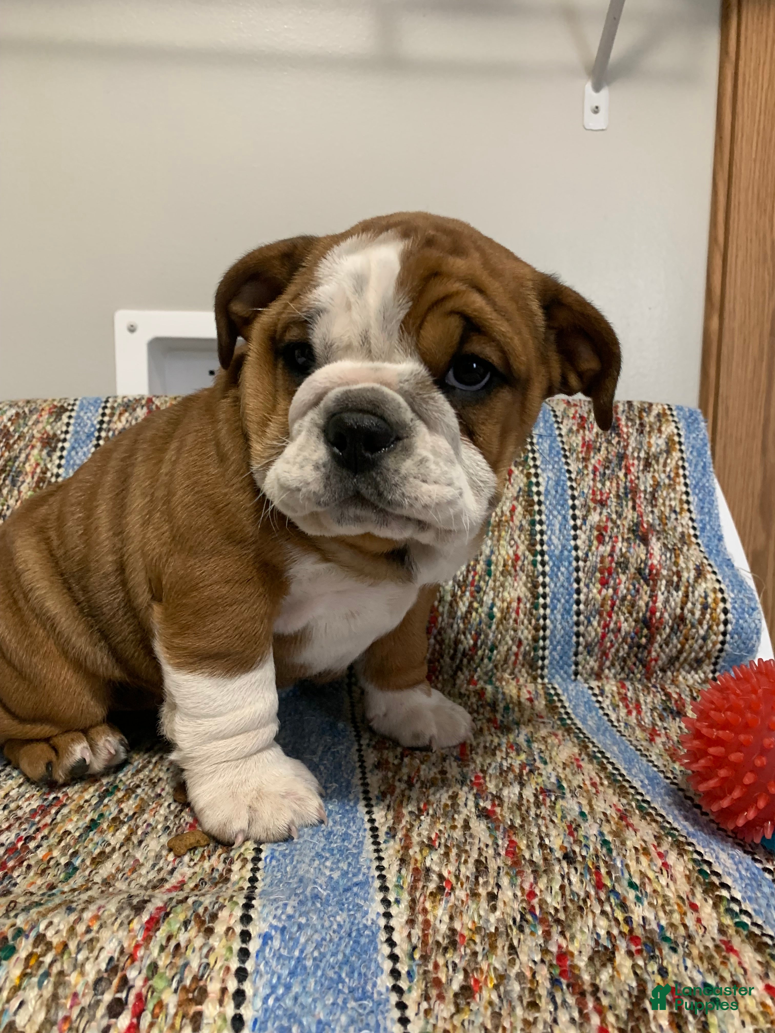 Mixed Breed dogs Lexi - Ad 36