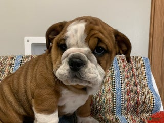 Mixed Breed dogs Mixed Breed Puppy 2 - Ad 16