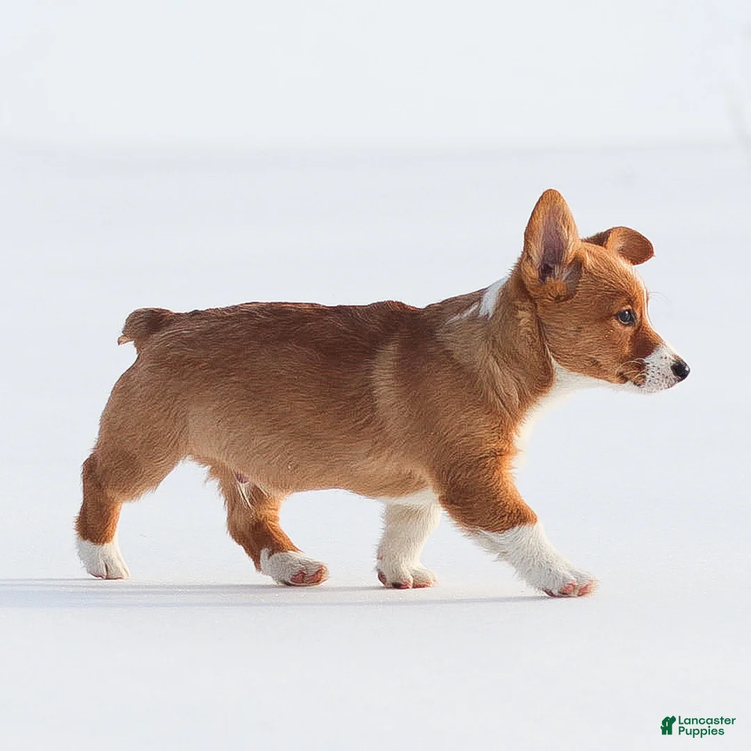 Welsh Corgi Pembroke dogs for sale: Kyler Welsh Corgi Pembroke - Ad 12