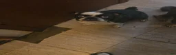 Pug dogs for sale: Pug 1 - Ad 5