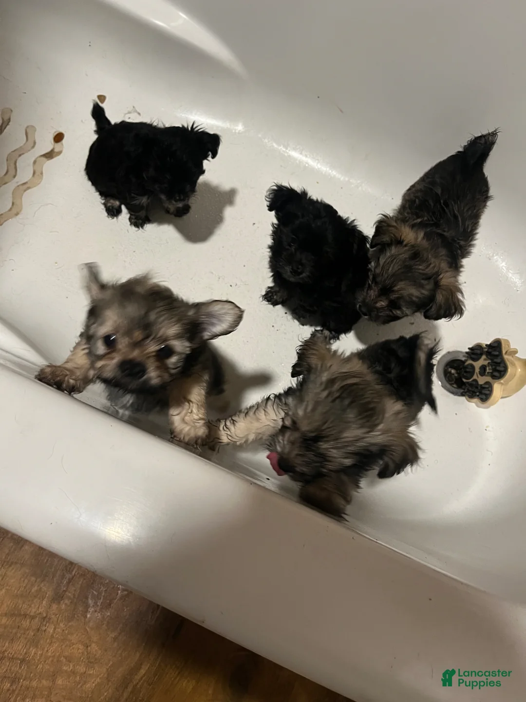 Gallery Image {{count}}