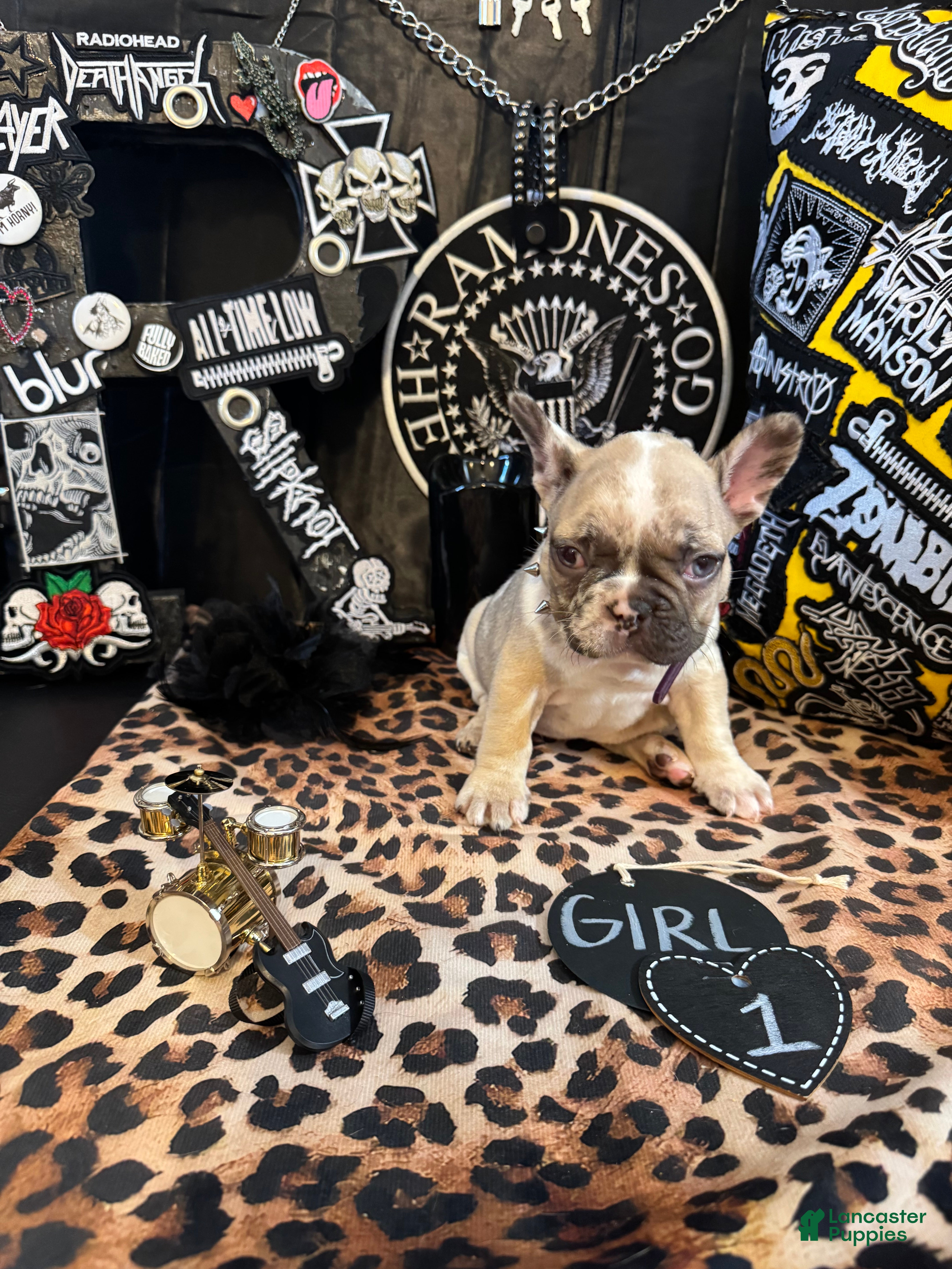 French Bulldog dogs French Bulldog 1 babe - Ad 1