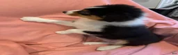 Australian Shepherd dogs for sale: Australian Shepherd 1 - Ad 6