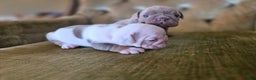 English Bulldog dogs for sale: Skye - Ad 5