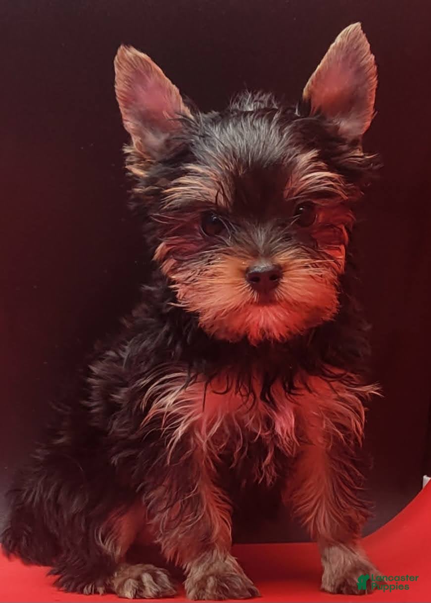 Yorkshire Terrier dogs Yorkshire Terrier 2 - Ad 1