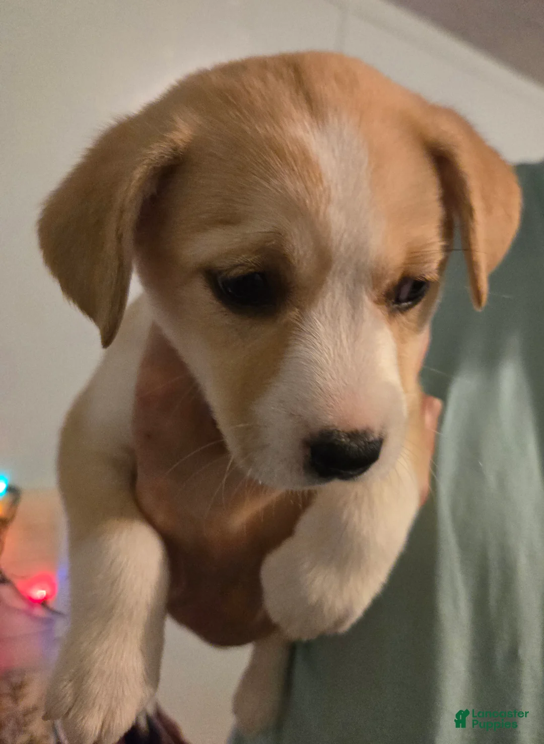 Mixed Breed dogs for sale: SHUGA - Ad 1