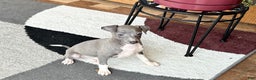 Italian Greyhound dogs for sale: Henry - Ad 5
