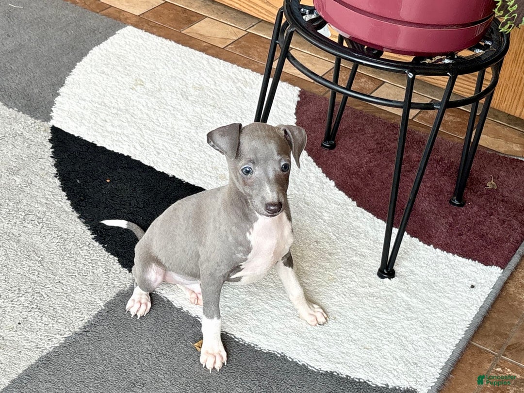 Italian Greyhound dogs for sale: Henry - Ad 5