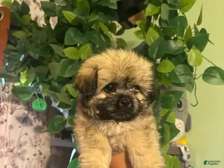 Yorkiepoo dogs for sale: Kennedy - Ad 3