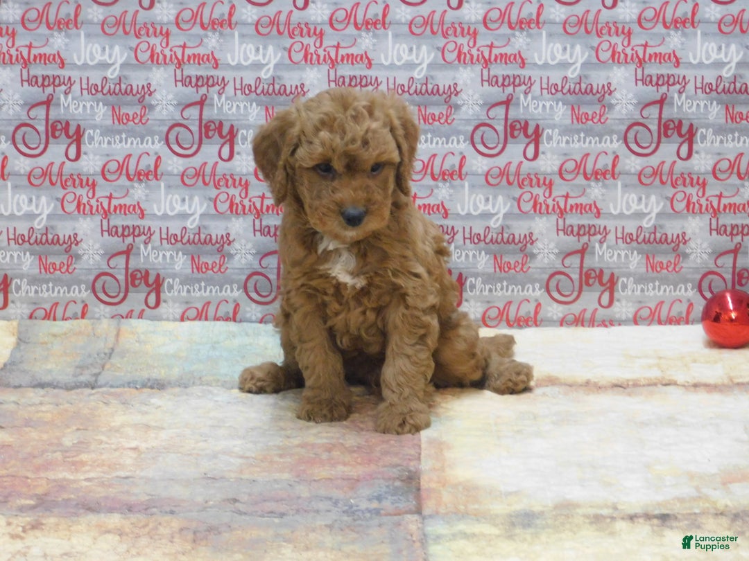 Goldendoodle dogs for sale: Mini Rusty - Ad 13