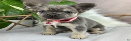 French Bulldog dogs for sale: Ember - Ad 6