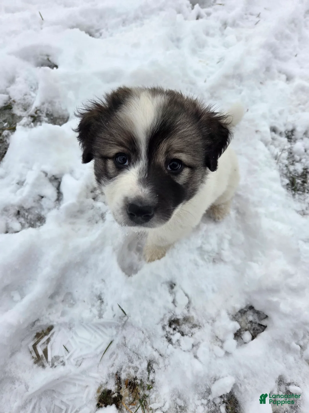 Great Pyrenees dogs for sale: Holly - Ad 11