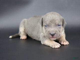American Bully dogs - Ad 11