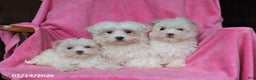 Maltese dogs for sale: Percy - Ad 3