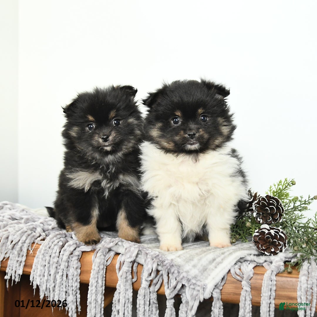 Mixed Breed dogs for sale: Bella   - Ad 3