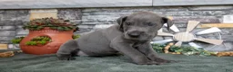 Great Dane dogs for sale: Lilac - Ad 2