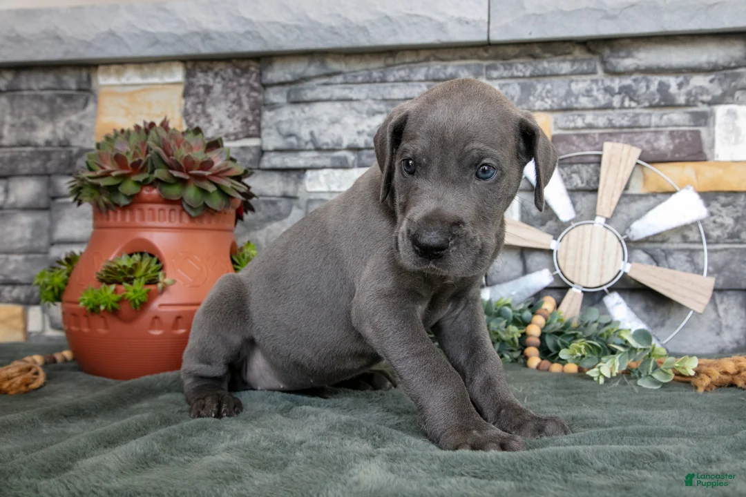 Great Dane dogs for sale: Lilac - Ad 2