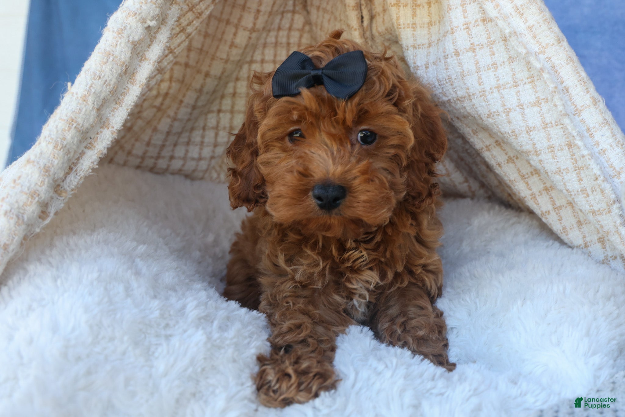 Cavapoo dogs for sale: ROMEO - Ad 6