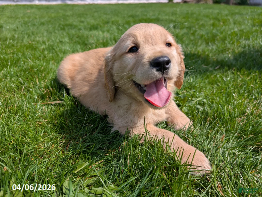 Mixed Breed dogs for sale: Arlin - Ad 8