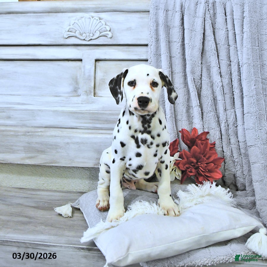 Dalmatian dogs Max - Ad 1