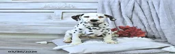 Dalmatian dogs for sale: Max - Ad 1