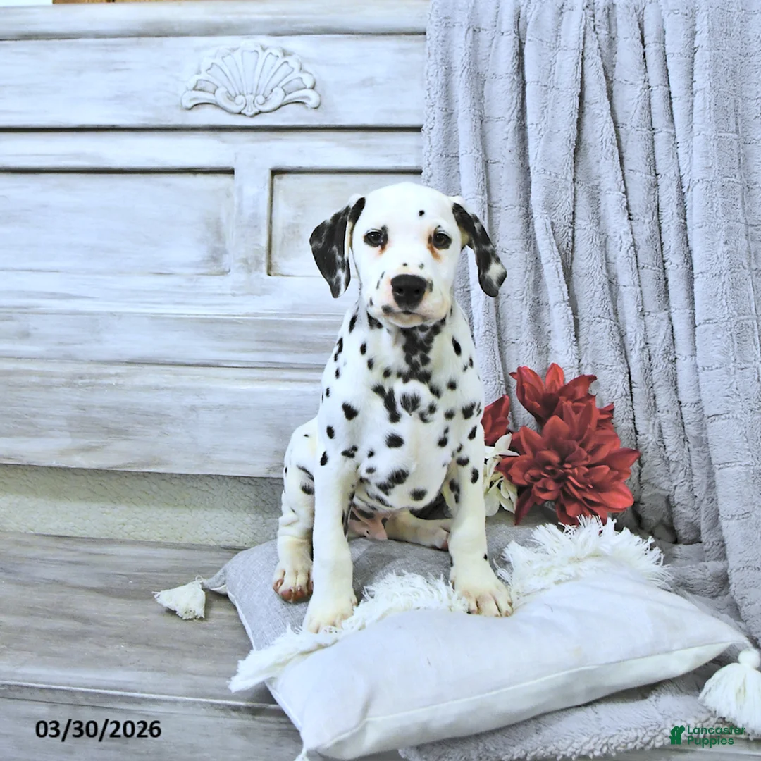 Dalmatian dogs for sale: Max - Ad 1
