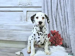 Dalmatian dogs for sale: Max - Ad 1