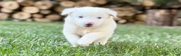 Australian Shepherd dogs for sale: Mark - Ad 6