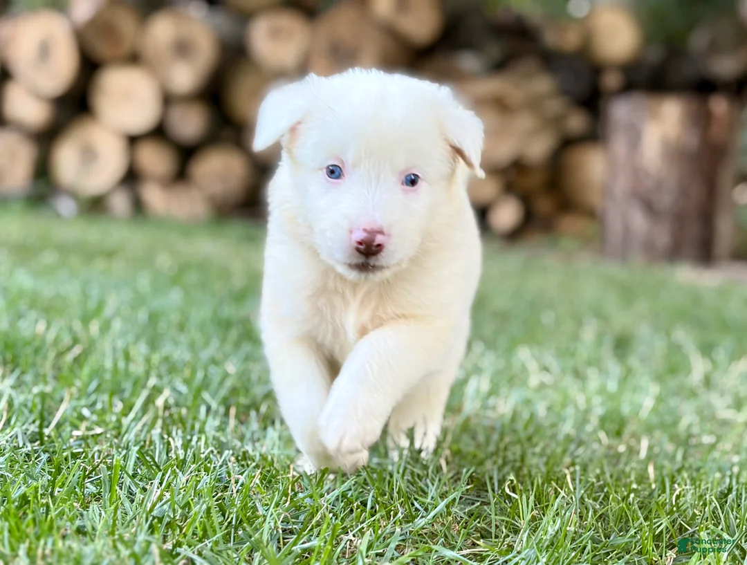 Australian Shepherd dogs for sale: Mark - Ad 6