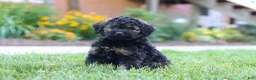 Bernedoodle dogs for sale: Sammy - Ad 9