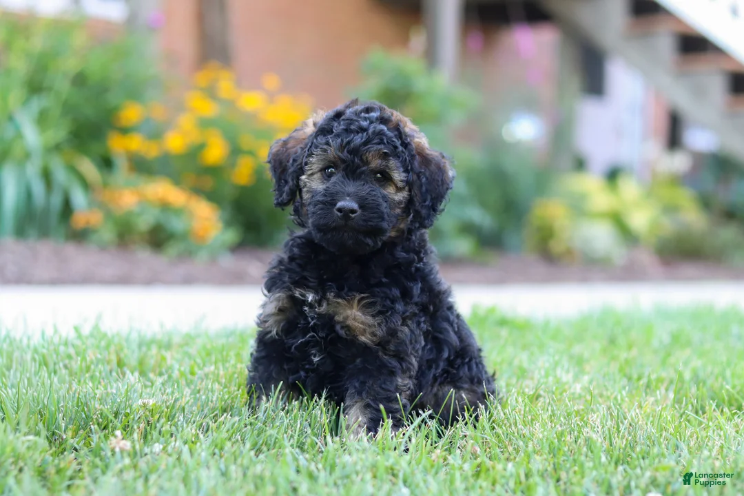 Bernedoodle dogs for sale: Sammy - Ad 9