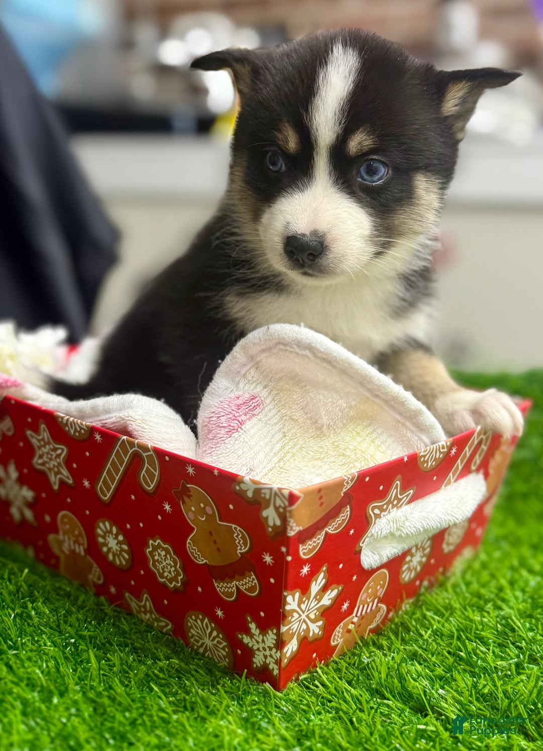 Mixed Breed dogs for sale: Holly - Ad 6