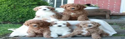 Mini Goldendoodle dogs for sale: Larry  - Ad 4