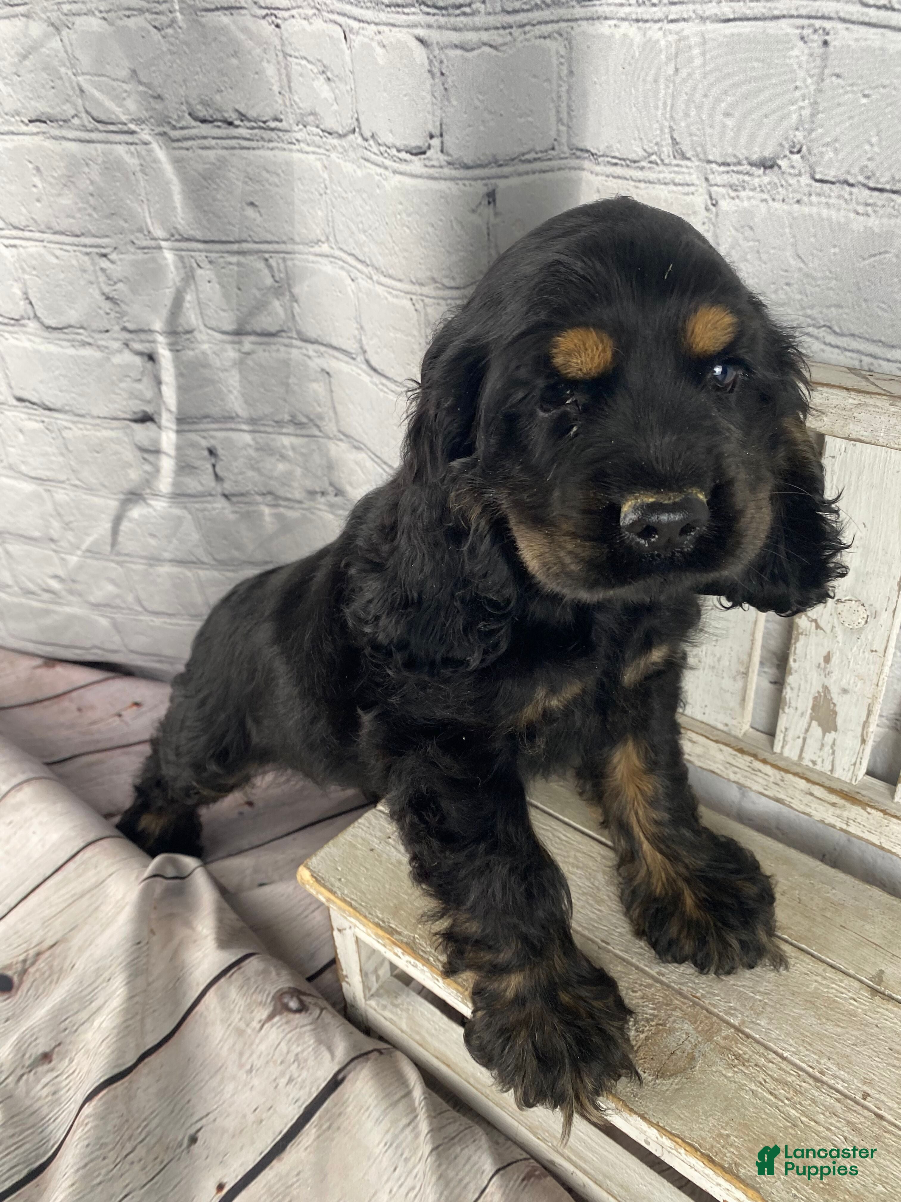 Cocker Spaniel dogs Pip - Ad 1