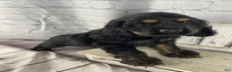 Cocker Spaniel dogs for sale: Pip - Ad 1