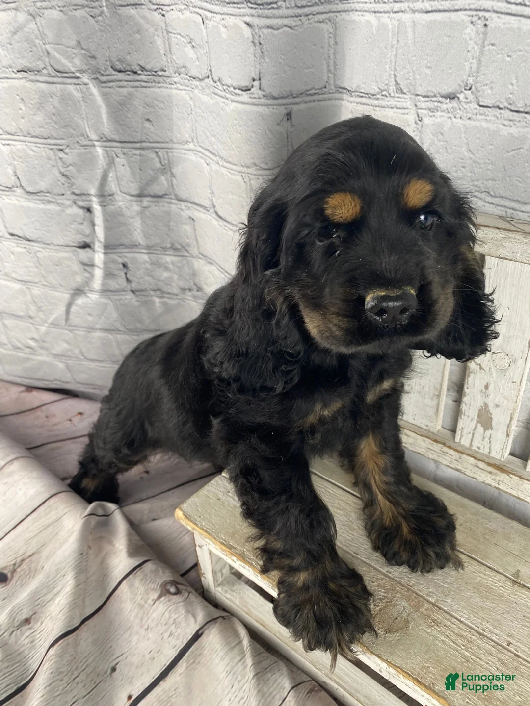Cocker Spaniel dogs for sale: Pip - Ad 1