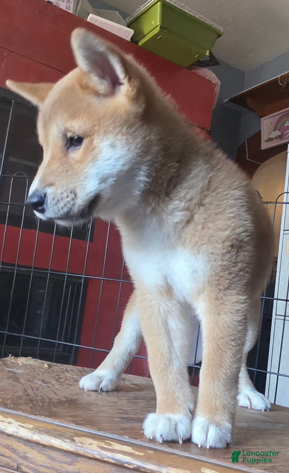 Shiba Inu dogs Shiba Inu Puppy 1 - Ad 1