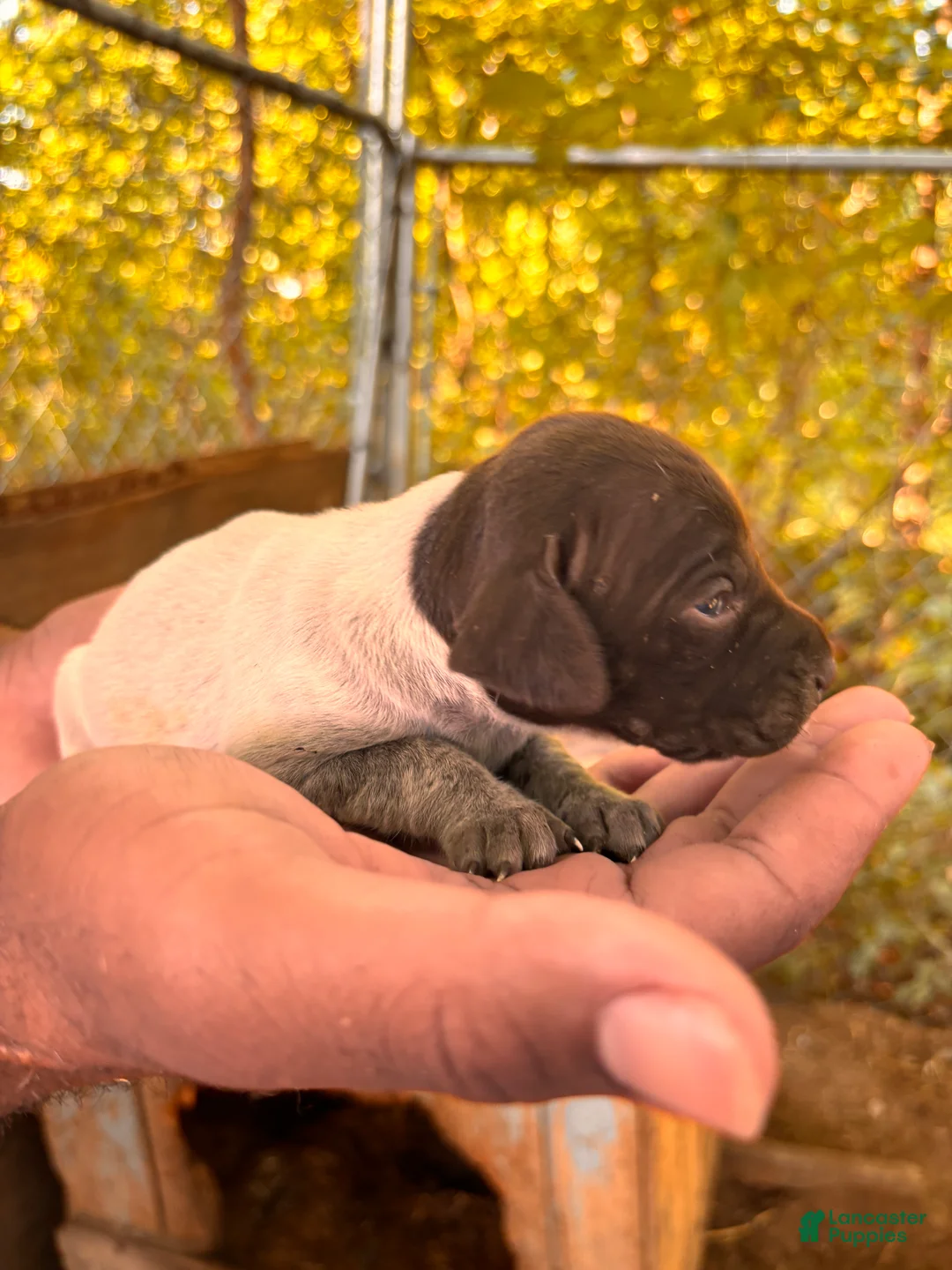 German Shorthaired Pointer dogs for sale: German Shorthaired Pointer 5 - Ad 2