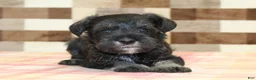 Miniature Schnauzer dogs for sale: Lucky - Ad 2