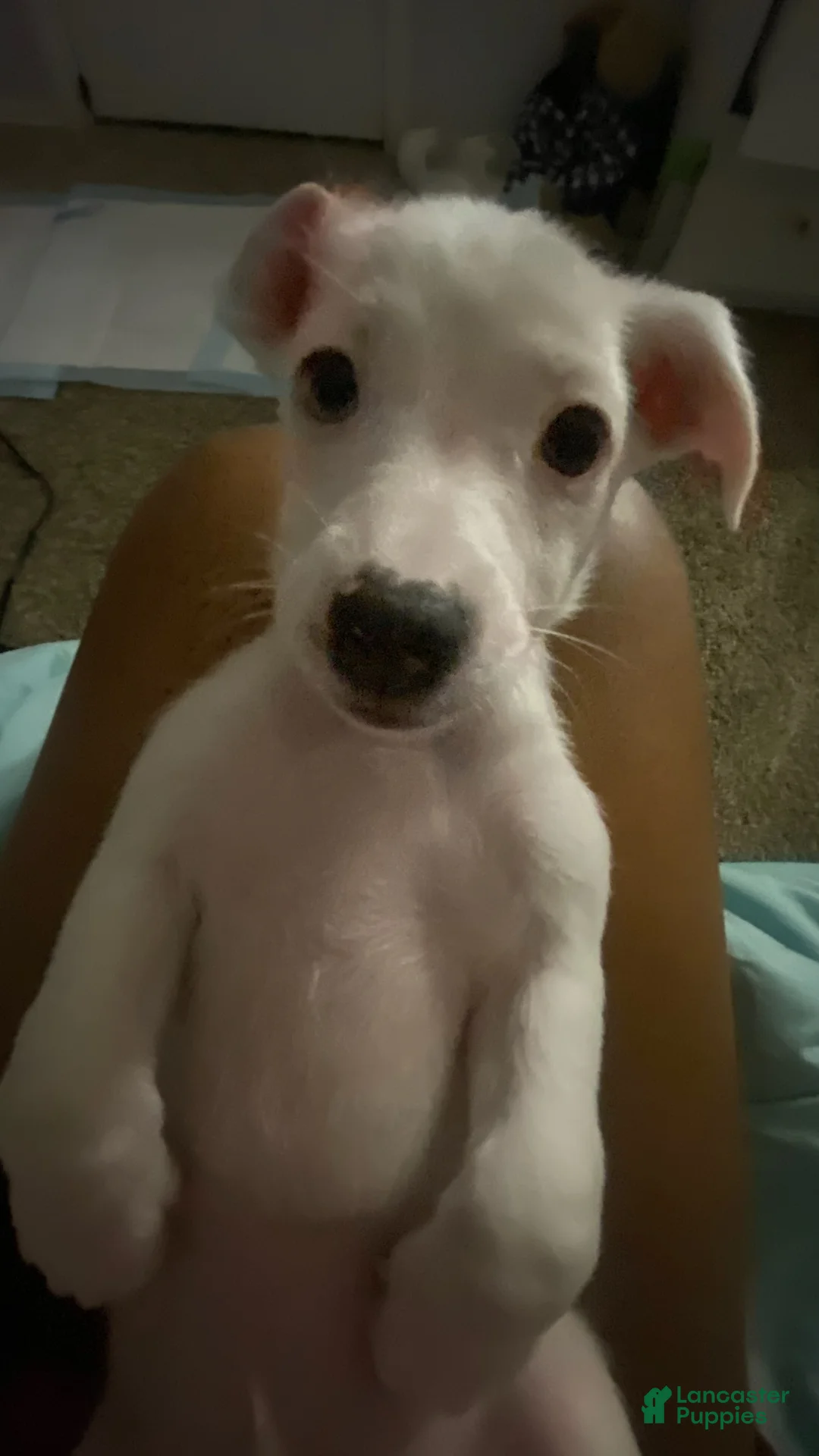 Mixed Breed dogs for sale: Mixed Breed 1 - Ad 2