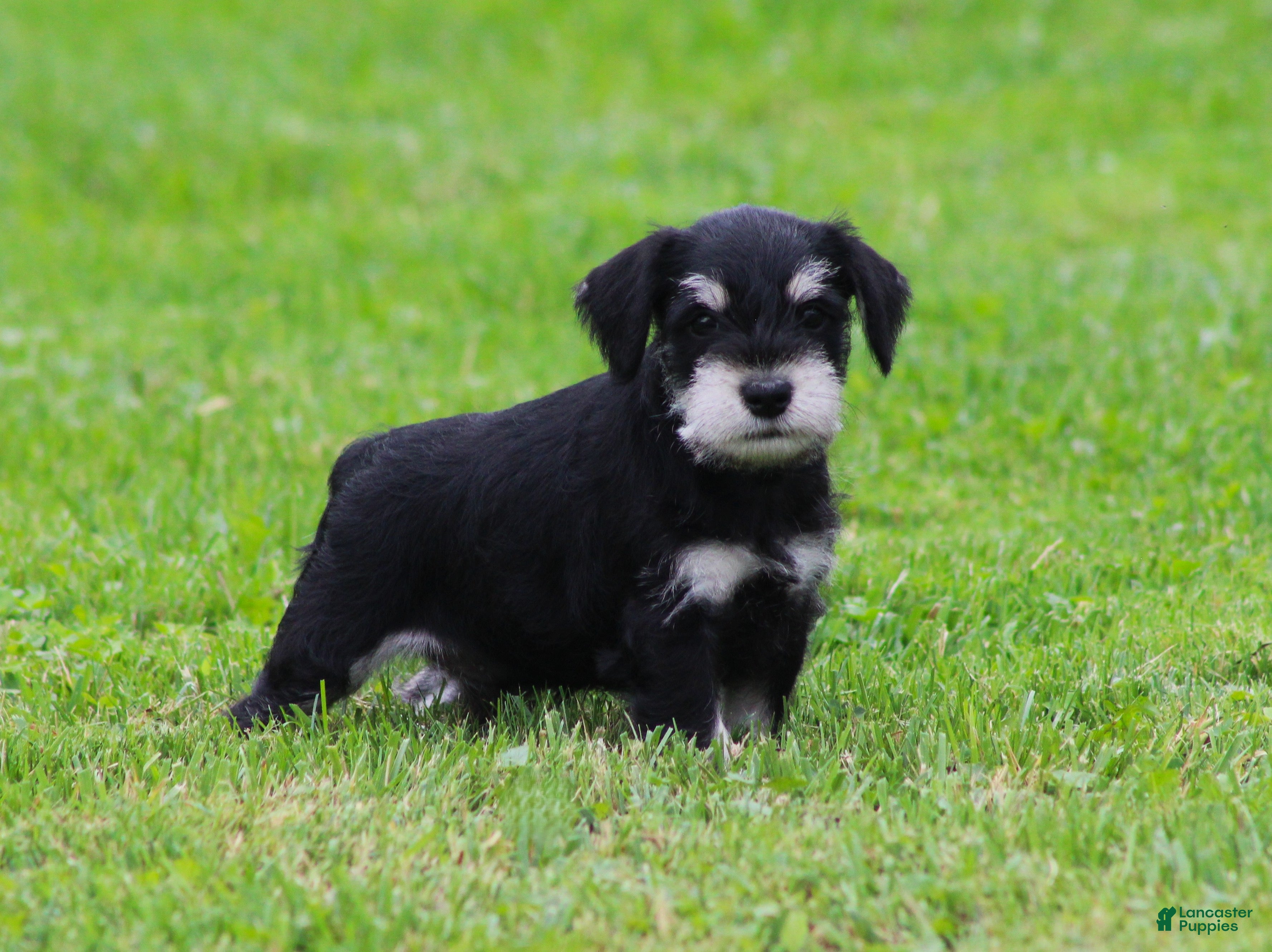 Miniature Schnauzer dogs Charlie - Ad 2