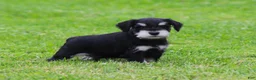 Miniature Schnauzer dogs for sale: Charlie - Ad 2