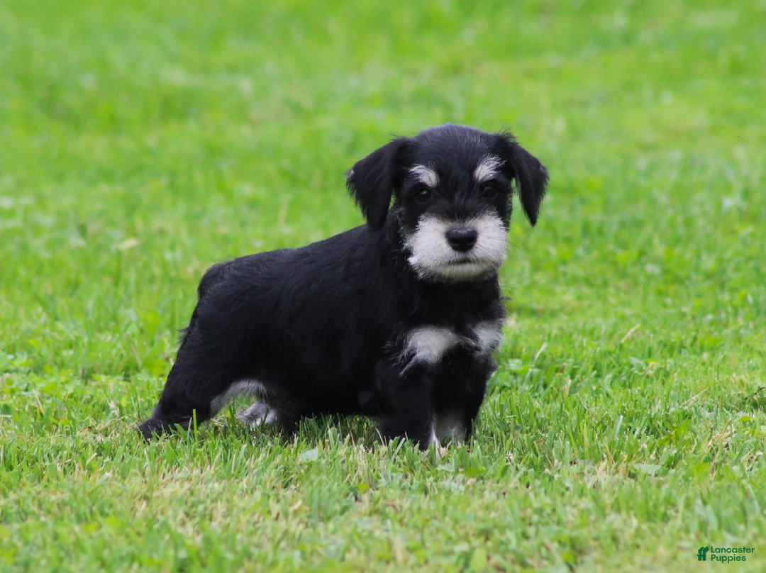 Miniature Schnauzer dogs for sale: Charlie - Ad 2
