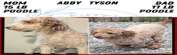 Miniature Poodle dogs for sale: Ruby - Ad 13