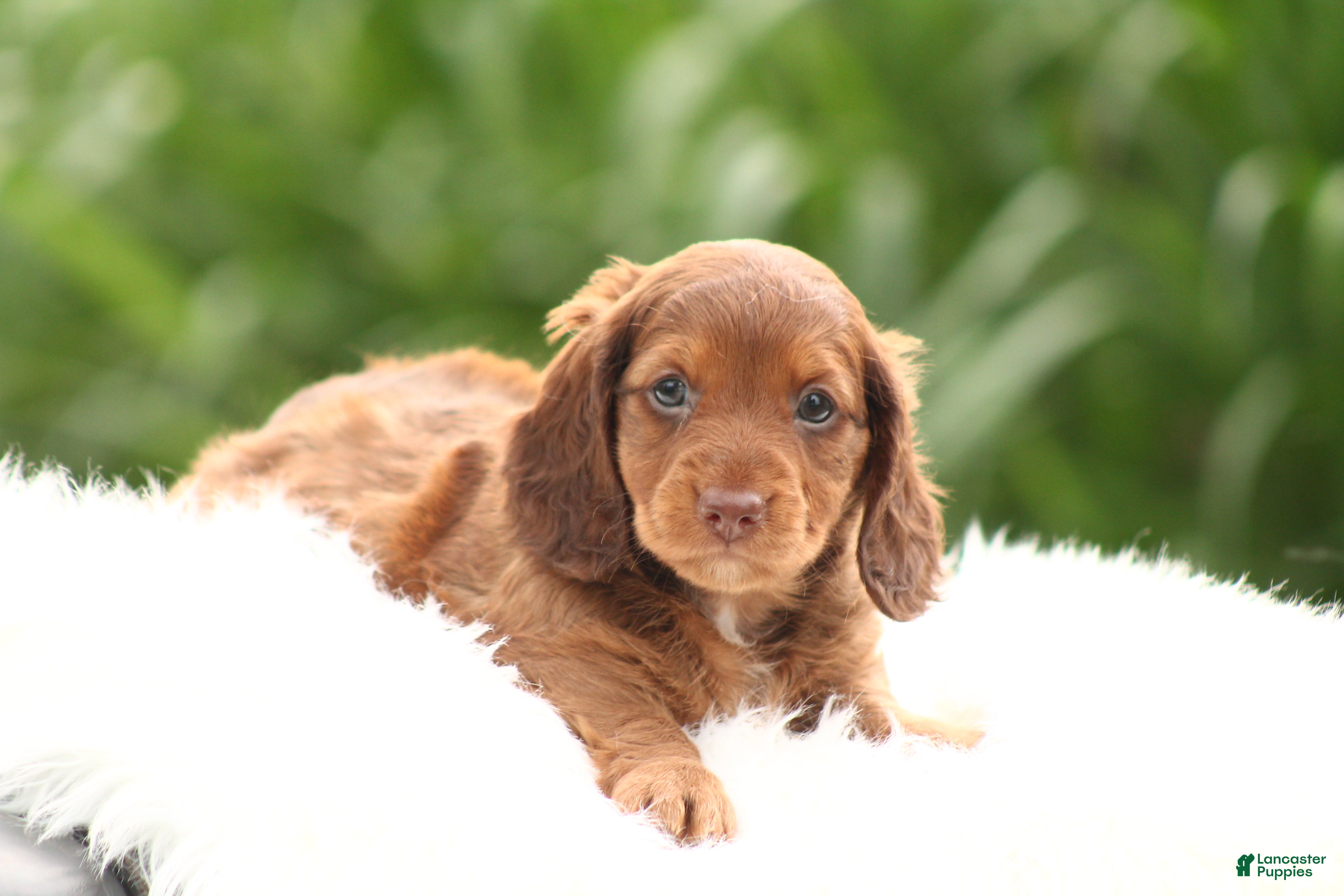 Dachshund dogs Saffron - Ad 1