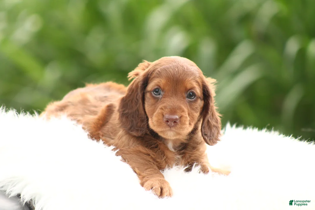 Dachshund dogs for sale: Saffron - Ad 1