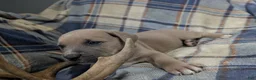 Cane Corso dogs for sale: Hoss Our Little Fighter  - Ad 3